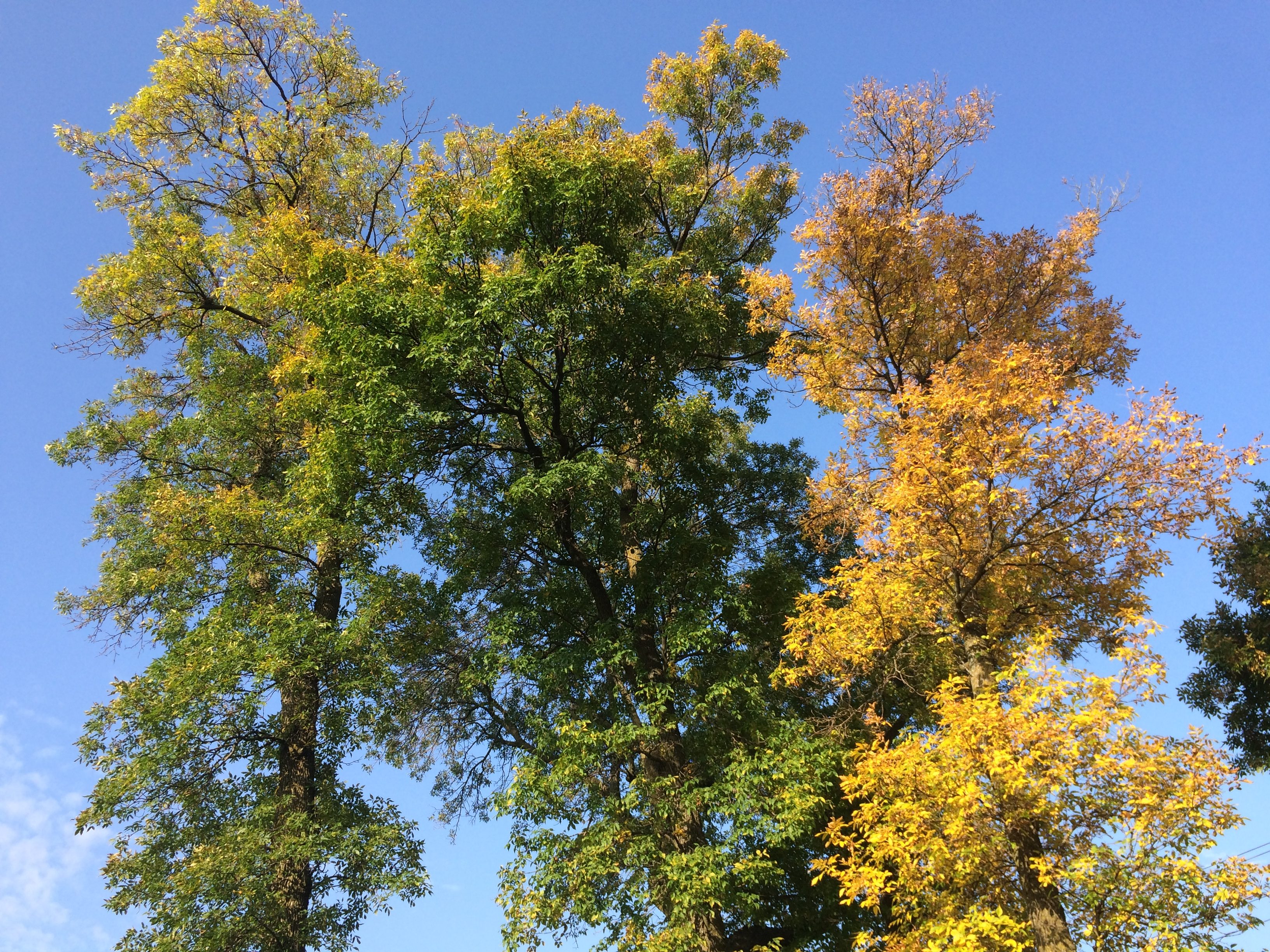 summer trees