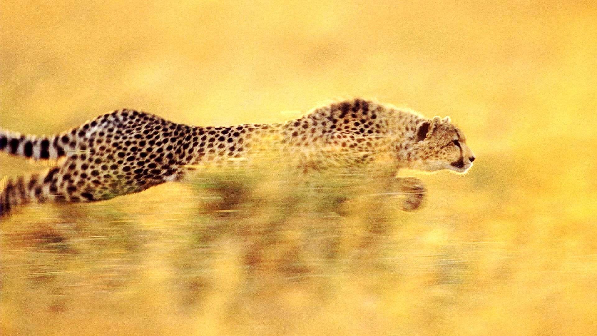 cheetah