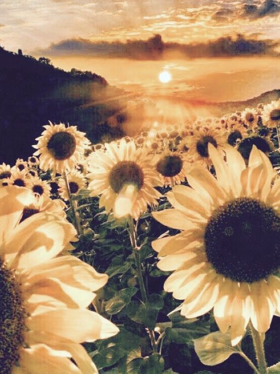 sunflower field