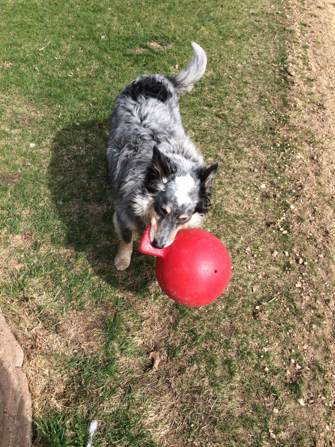 puppy and a horse toy