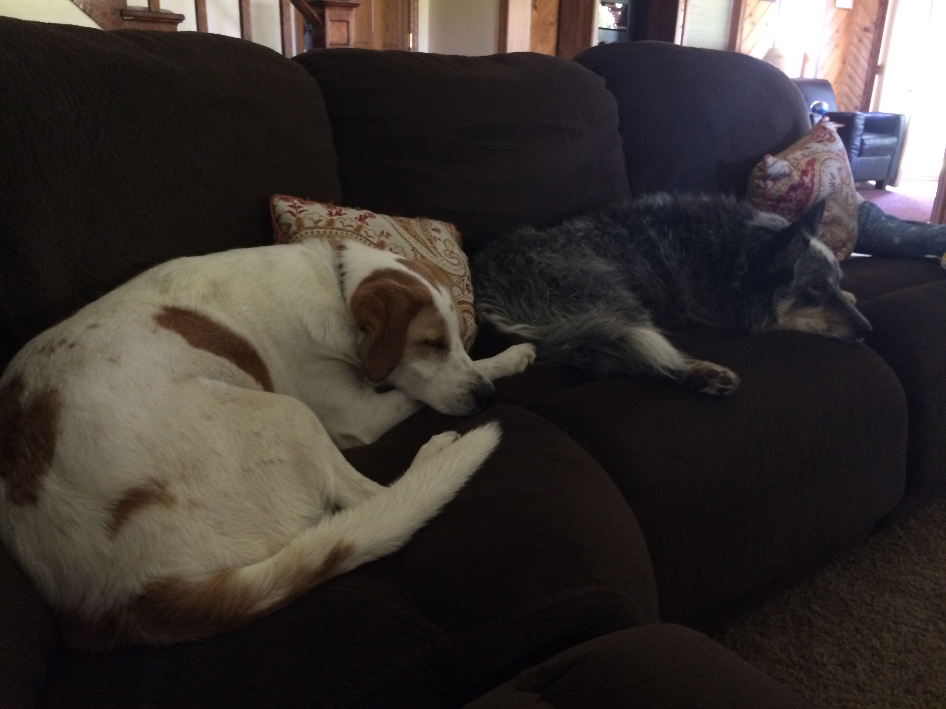 puppies on a couch