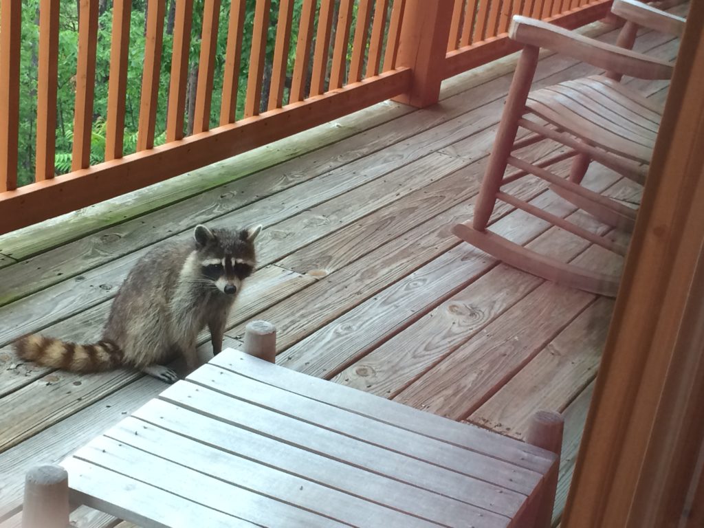 raccoon